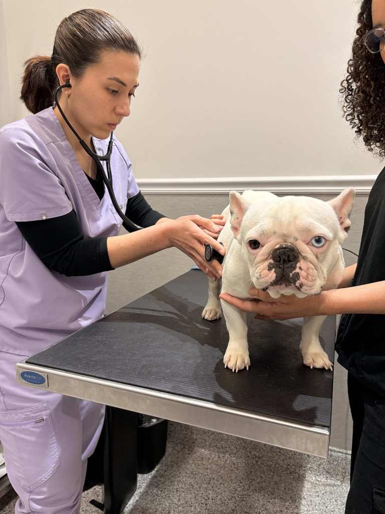 A veterinarian examining a dog with a stethoscope