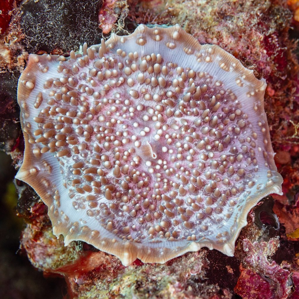 A colourful coral reef with tropical fish underwater